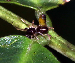 Battalus