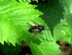 Blepharipa pratensis