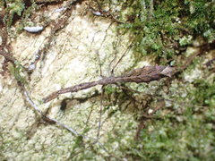 Ploiaria antipodum