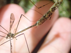 Austrolimnophila argus