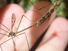 Austrolimnophila argus