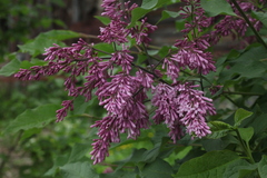 Syringa × prestoniae
