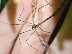 Austrolimnophila argus