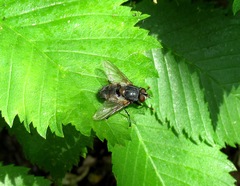 Blepharipa pratensis