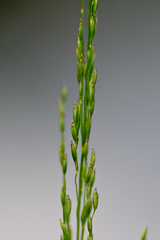 Poa palustris