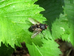 Blepharipa pratensis