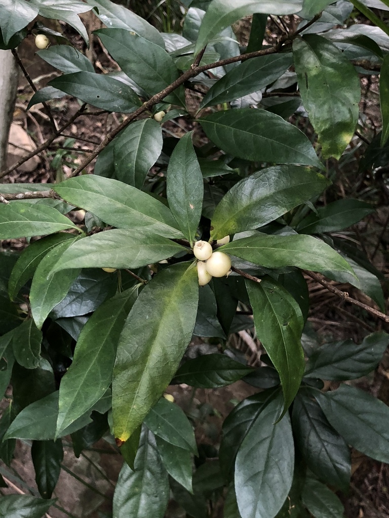 Alleizettella leucocarpa (Alleizettella leucocarpa)