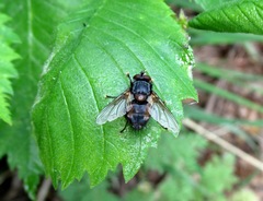 Blepharipa pratensis