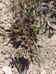 Artemisia pygmaea