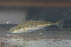 Pungitius pungitius