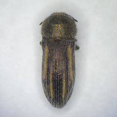 Acmaeoderella cypriota gerae