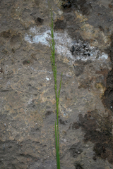 Poa palustris
