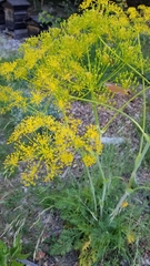Ferula glauca