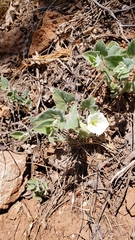 Calystegia malacophylla