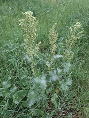 Rumex confertus