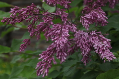Syringa × prestoniae