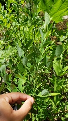 Vaccinium shastense nevadense