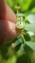 Vaccinium shastense nevadense