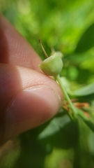 Vaccinium shastense nevadense