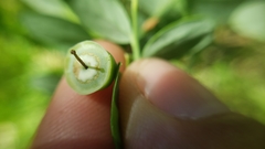 Vaccinium shastense nevadense