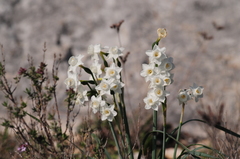 Narcissus dubius