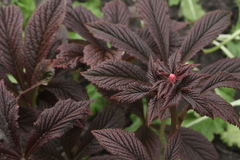 Rodgersia podophylla
