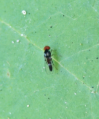 Bertamyia notata