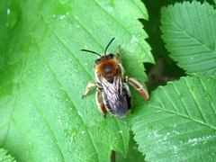 Eucera longicornis