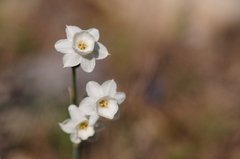 Narcissus dubius
