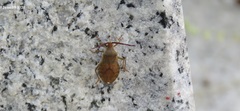 Homoeocerus dilatatus