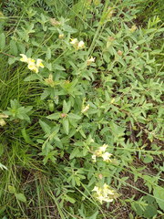 Scutellaria caucasica