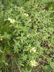 Scutellaria caucasica