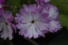 Primula sieboldii