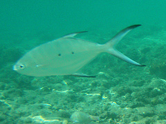 Trachinotus baillonii