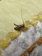 Tessellana tessellata