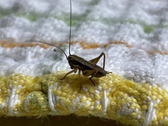 Tessellana tessellata