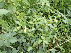 Scutellaria caucasica