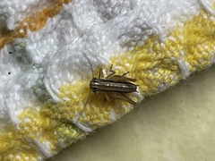 Tessellana tessellata