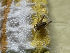 Tessellana tessellata