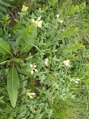 Scutellaria caucasica