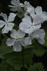 Primula sieboldii