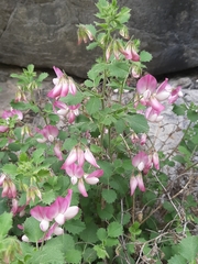 Ononis rotundifolia