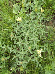 Scutellaria caucasica
