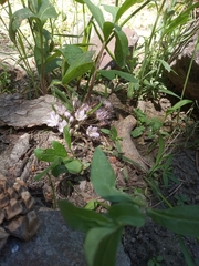 Hydrophyllum alpestre