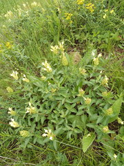Scutellaria caucasica