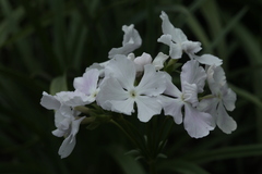 Primula sieboldii