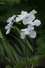 Primula sieboldii