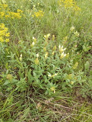 Scutellaria caucasica