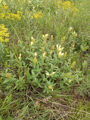 Scutellaria caucasica