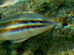 Parupeneus ciliatus